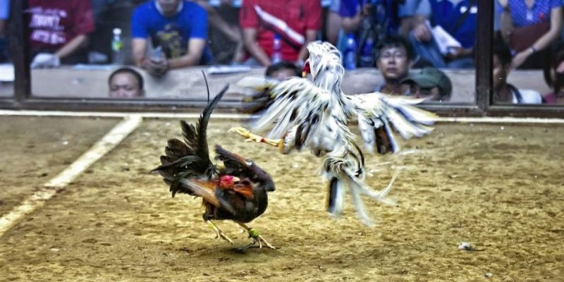 33win33 qq88 bắn cá
